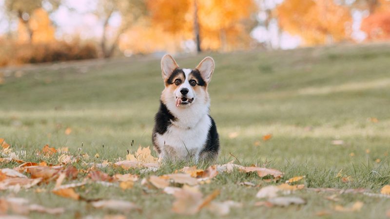Con le giuste condizioni, i Cani imparano tutto
