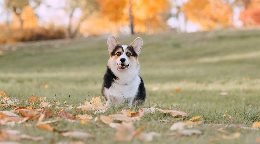 Con le giuste condizioni, i Cani imparano tutto