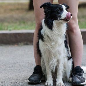 I metodi coercitivi con i Cani sono no assoluto, ecco perchè