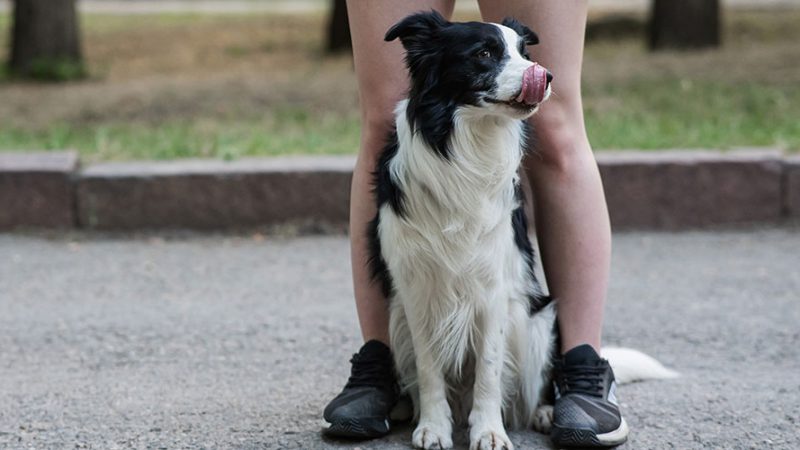 I metodi coercitivi con i Cani sono no assoluto, ecco perchè