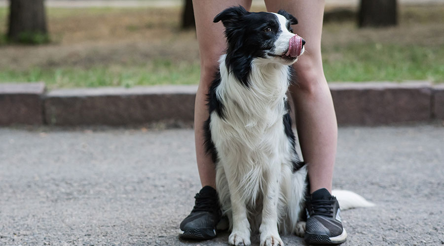 I metodi coercitivi con i Cani sono no assoluto, ecco perchè