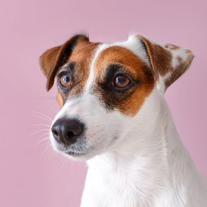 La femmina di Cane che si comporta come un maschio
