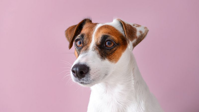 La femmina di Cane che si comporta come un maschio