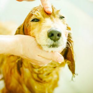 Come capire quando il Cane sente dolore