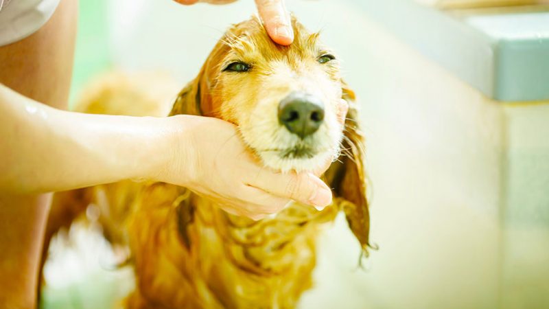 Come capire quando il Cane sente dolore