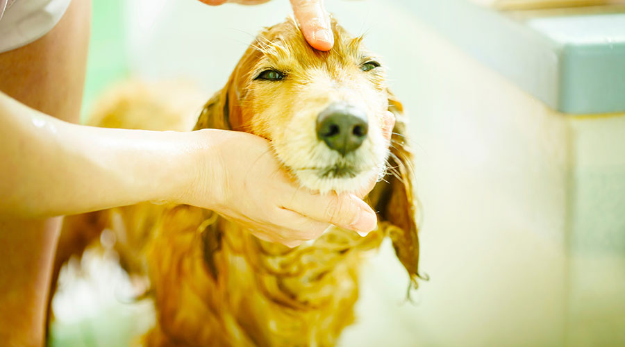 Come capire quando il Cane sente dolore
