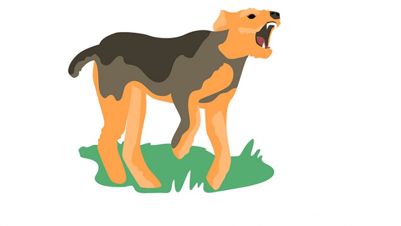 Come riconoscere e gestire il Cane reattivo