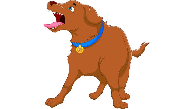 Quando il Cane sembra impazzito, probabilmente è perchè non ne può più