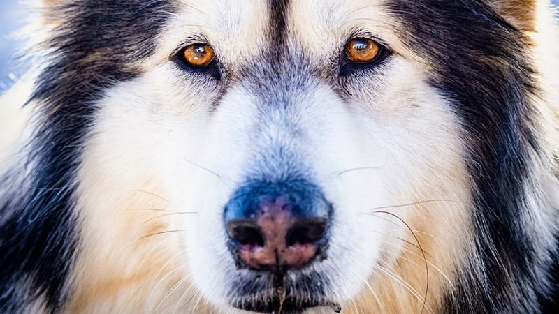 Cosa è il trigger e cosa fa ai Cani