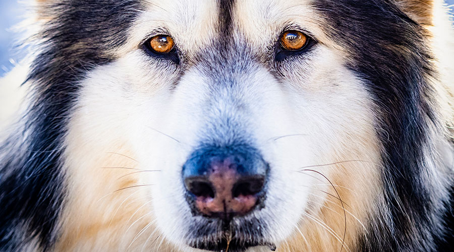 Cosa è il trigger e cosa fa ai Cani
