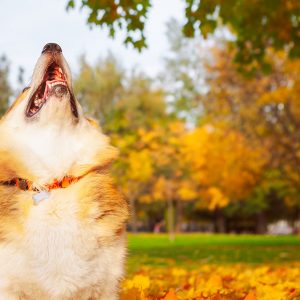 Perchè i Cani abbaiano e perchè non bisogna sgridarli
