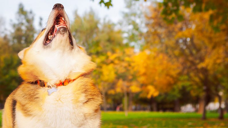Perchè i Cani abbaiano e perchè non bisogna sgridarli