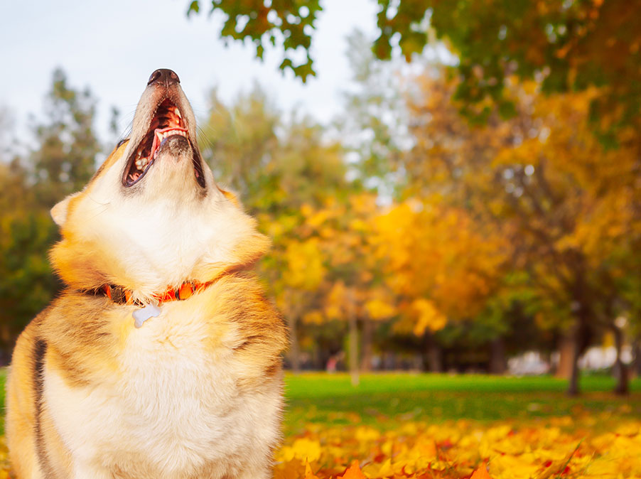 Perchè i Cani abbaiano e perchè non bisogna sgridarli