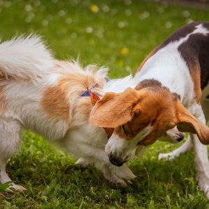 Come i Cani comunicano tra di loro