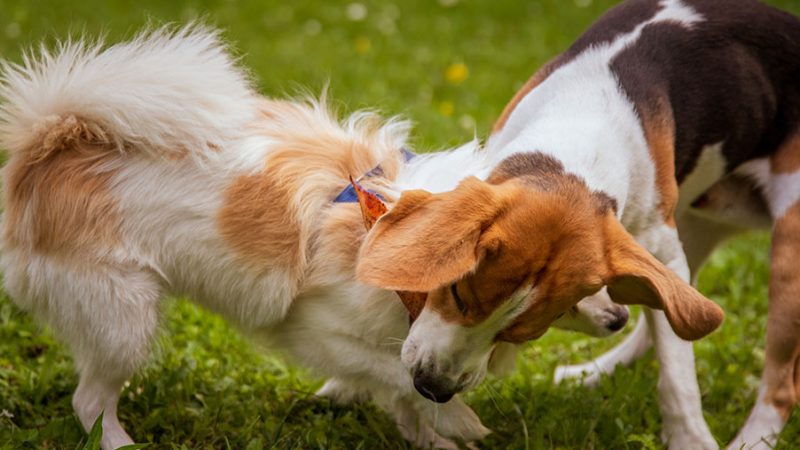 Come i Cani comunicano tra di loro