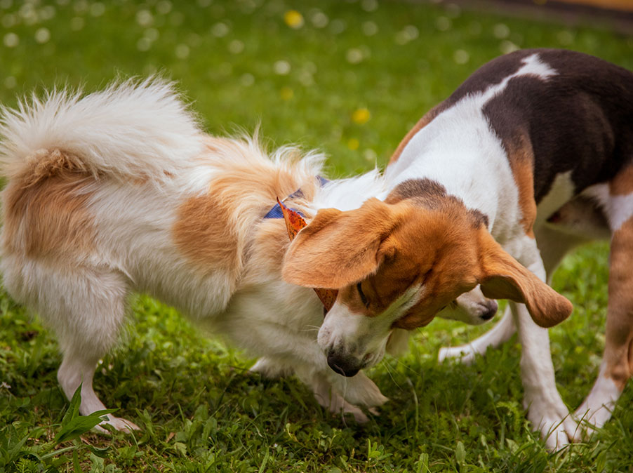 Come i Cani comunicano tra di loro