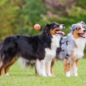 Come i Cani comunicano tra loro