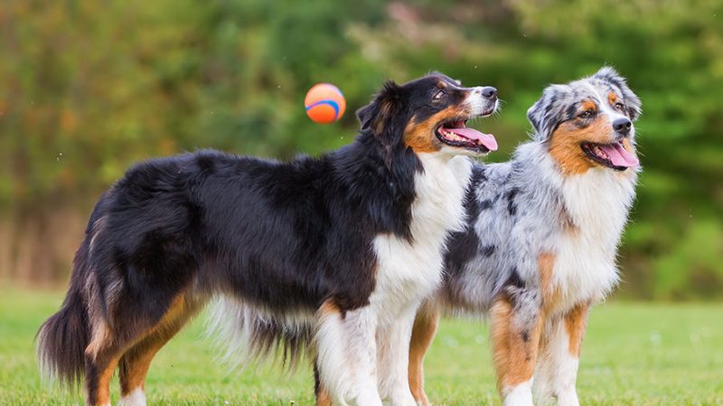 Come i Cani comunicano tra loro