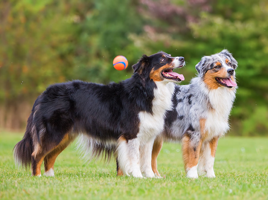 Come i Cani comunicano tra loro