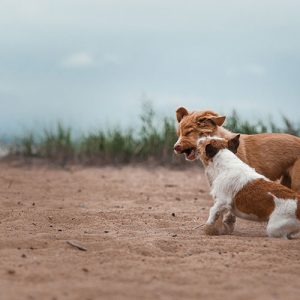 Cosa conta veramente nella vita con il Cane