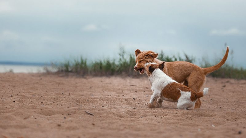 Cosa conta veramente nella vita con il Cane