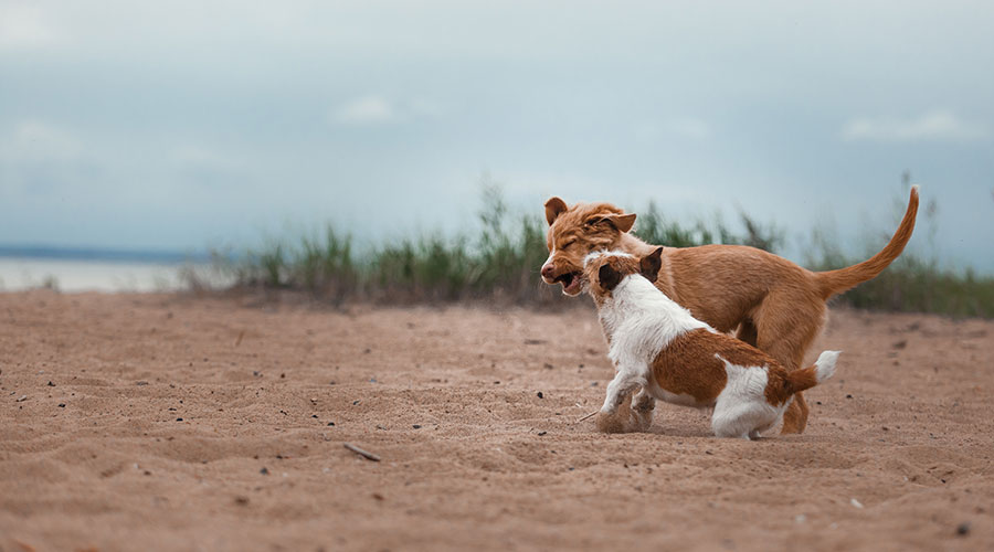Cosa conta veramente nella vita con il Cane