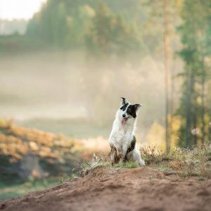 Dare ai Cani una vita di qualità con l’enrichment