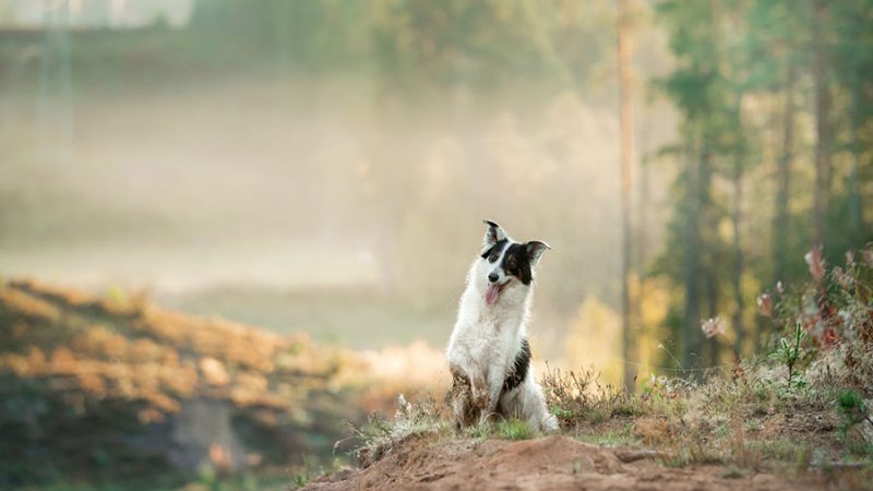 Dare ai Cani una vita di qualità con l’enrichment