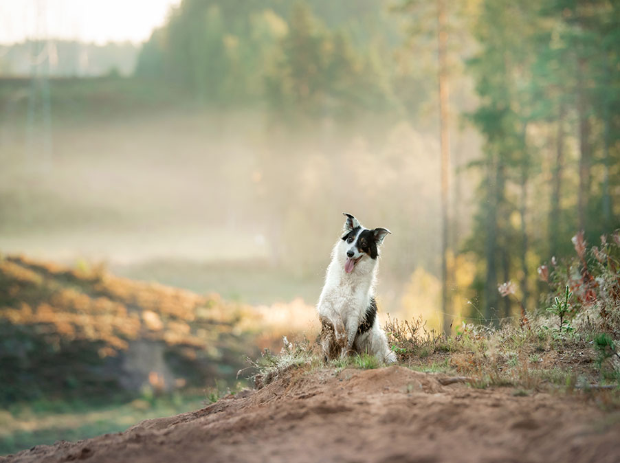 Dare ai Cani una vita di qualità con l’enrichment