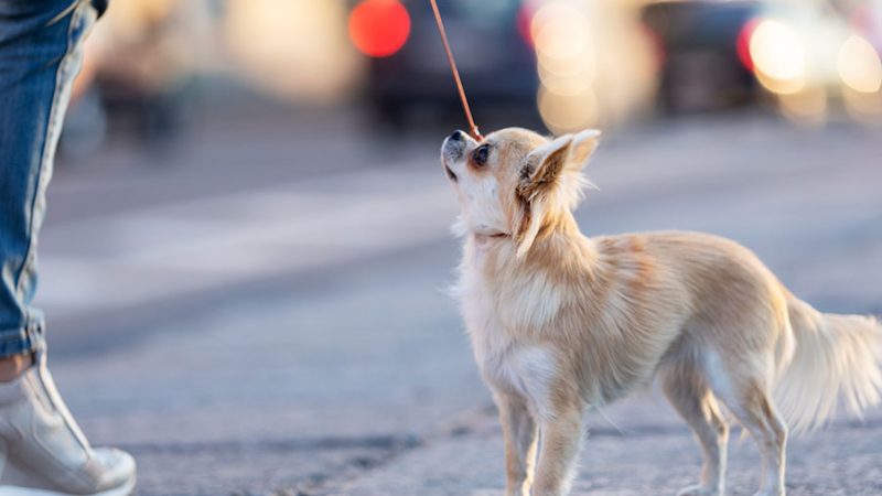 La gestione dell’ambiente per il benessere del Cane