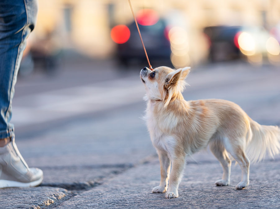 La gestione dell’ambiente per il benessere del Cane