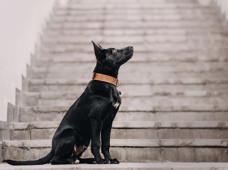 I Cani, soprattutto le femmine, giudicano gli umani