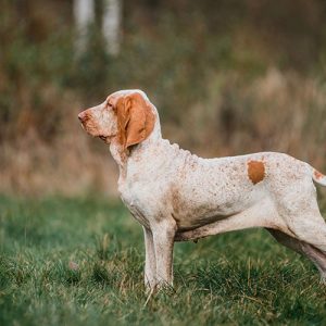 Cosa è la gestione del Cane e perchè è tanto importante