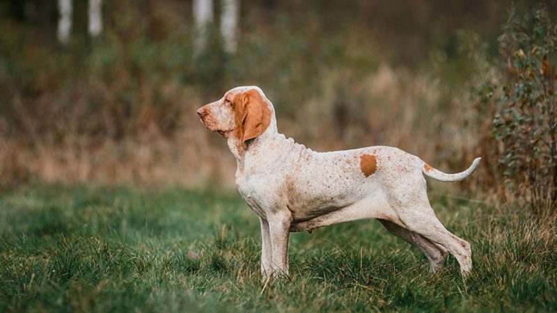 Cosa è la gestione del Cane e perchè è tanto importante
