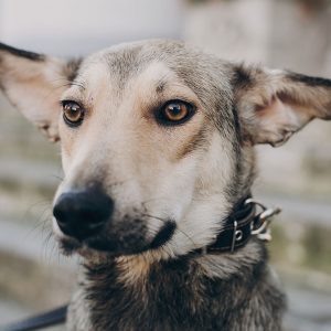 E’ consigliato cambiare nome al Cane appena adottato?
