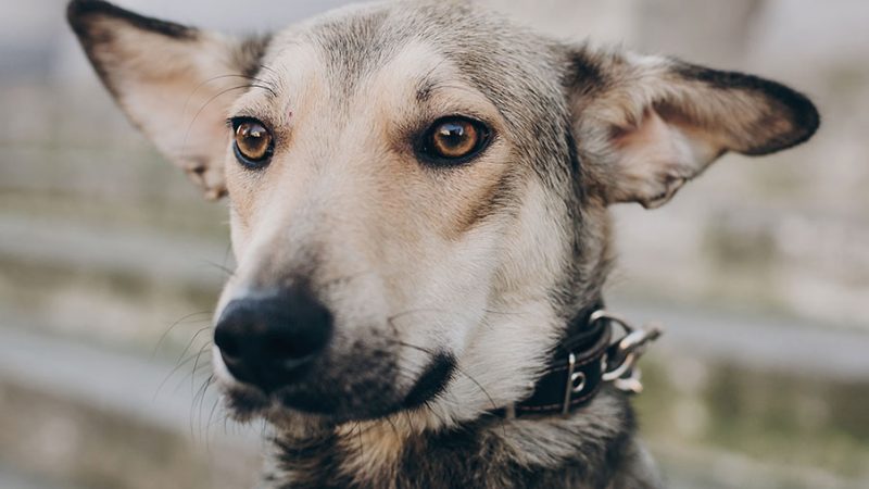 E’ consigliato cambiare nome al Cane appena adottato?