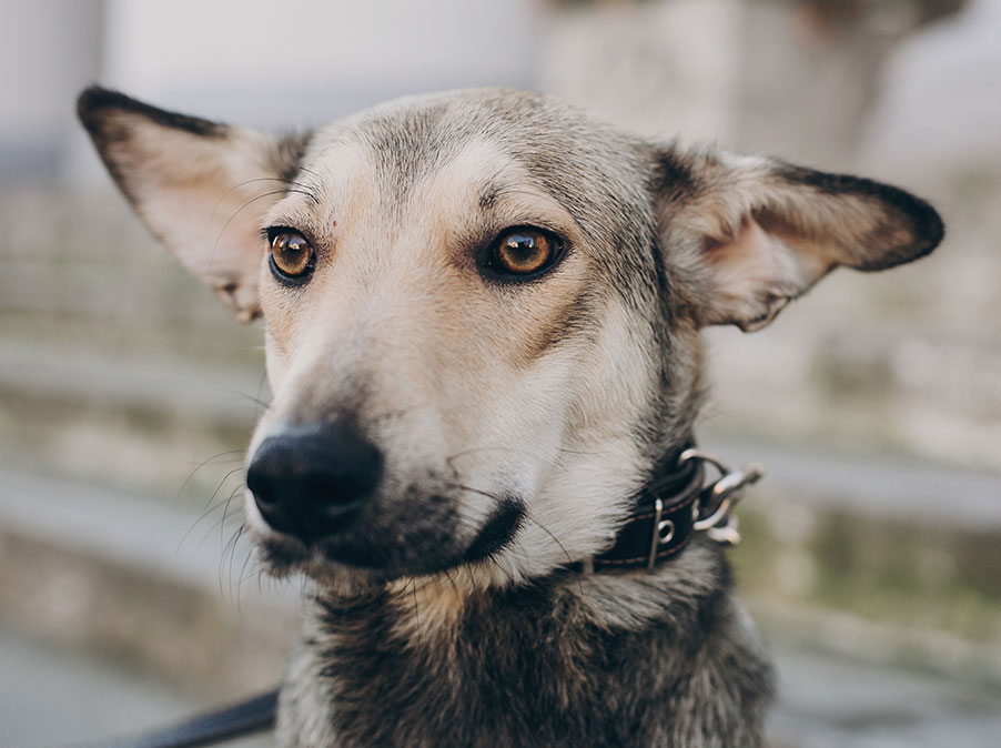 E’ consigliato cambiare nome al Cane appena adottato?