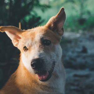 Si può cambiare il nome al Cane appena adottato?