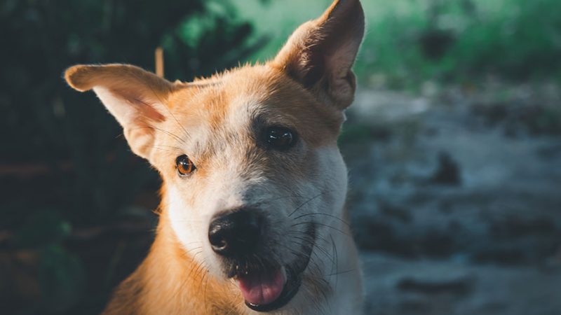 Si può cambiare il nome al Cane appena adottato?