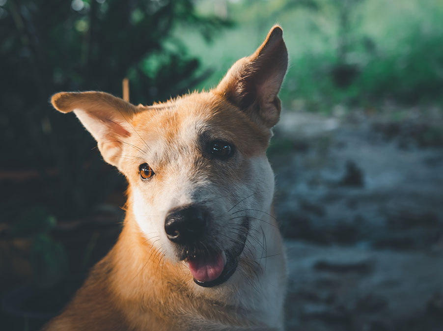 Si può cambiare il nome al Cane appena adottato?