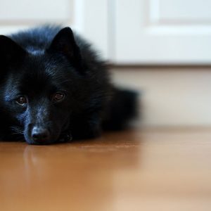 I Cani hanno un limite di sopportazione (proprio come gli umani)
