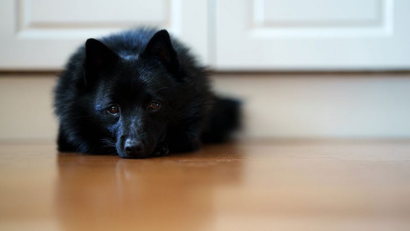I Cani hanno un limite di sopportazione (proprio come gli umani)