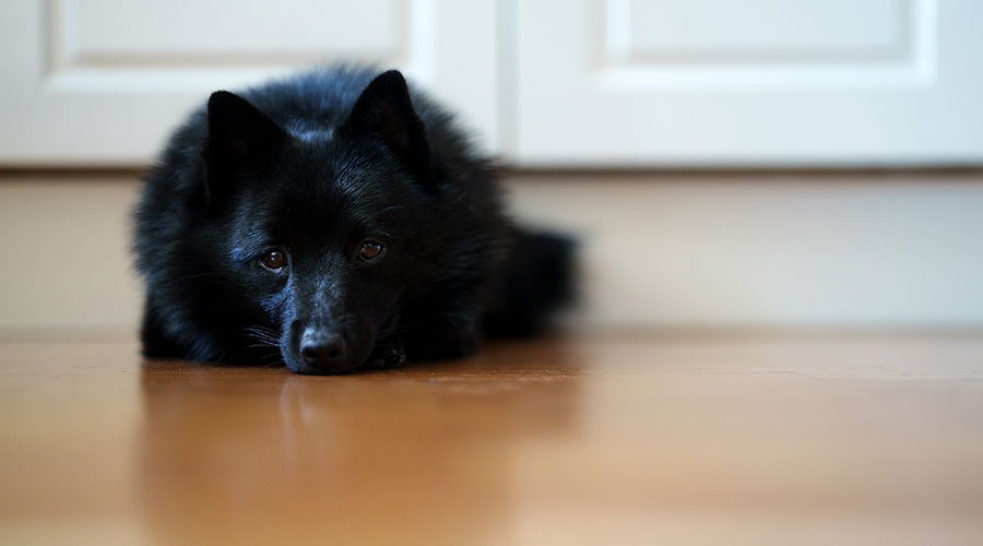 I Cani hanno un limite di sopportazione (proprio come gli umani)