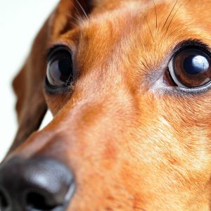 La differenza tra paura e fobia nel Cane