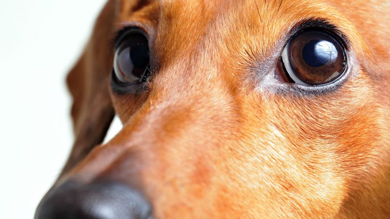 La differenza tra paura e fobia nel Cane