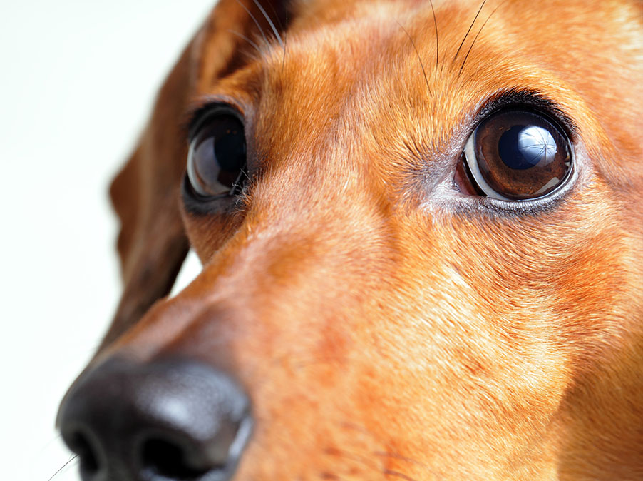 La differenza tra paura e fobia nel Cane