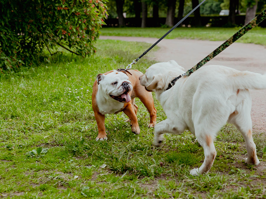 Anticipare ed evitare la reattività del Cane