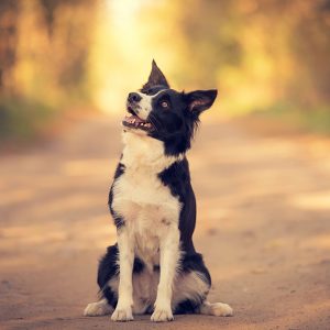Per i Cani l’impegno mentale è importante quanto quello fisico