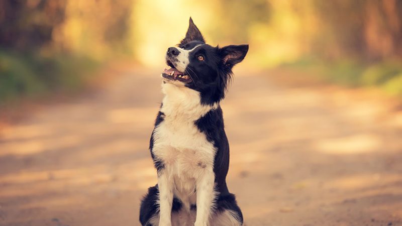 Per i Cani l’impegno mentale è importante quanto quello fisico