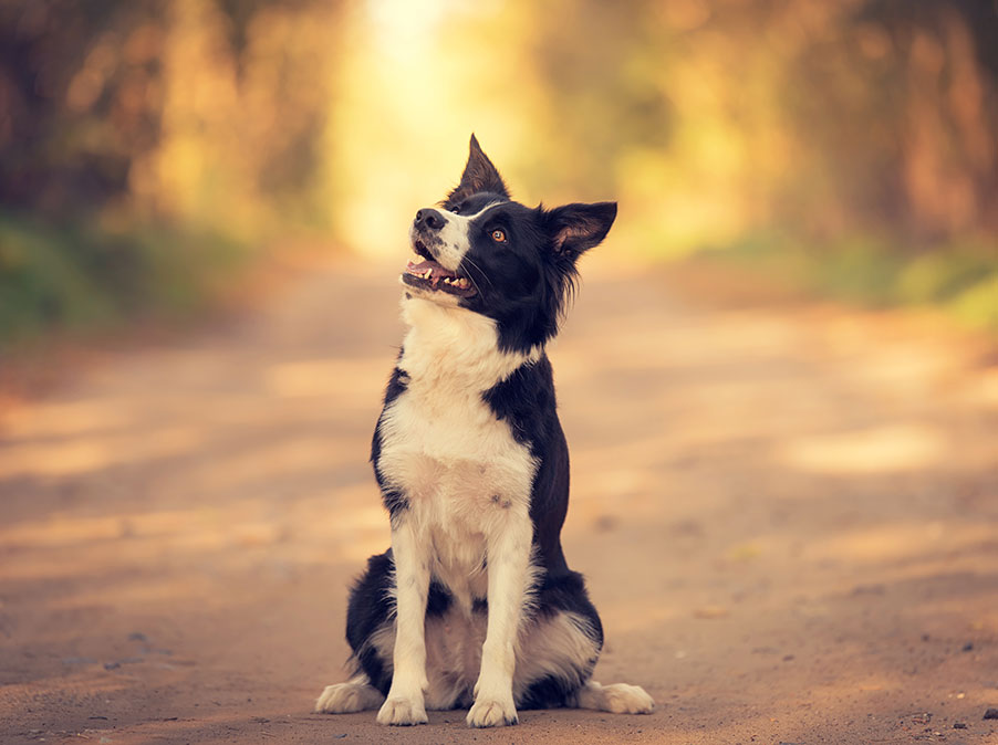 Per i Cani l’impegno mentale è importante quanto quello fisico